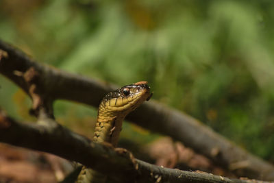 Close-up of a lizard on a branch