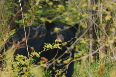 Close-up of bear in forest