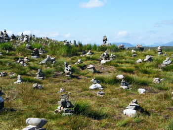 View of sheep on grassy field