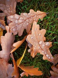 High angle view of wet maple leaves during rainy season