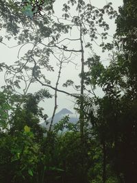 Low angle view of trees against sky