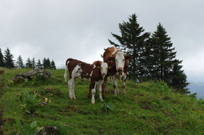 Cow and its veal standing in a field