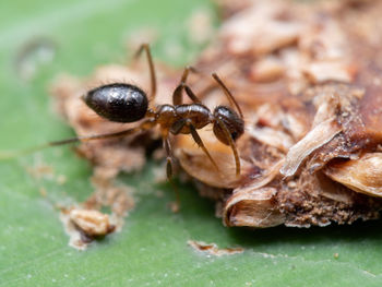 Close-up of insect