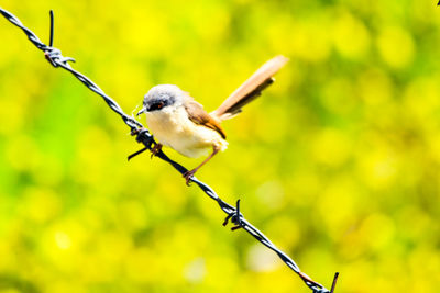 Close-up of bird perching on plant