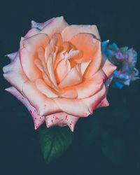 Close-up of pink rose flower