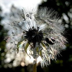 Close-up of water drops on dandelion