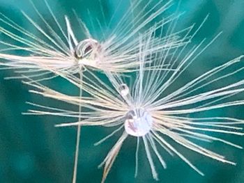 Close-up of dandelion against blue sky