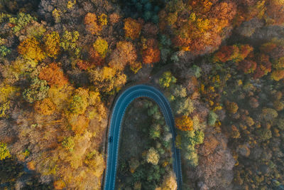 Directly above shot of autumn leaves on rock by trees