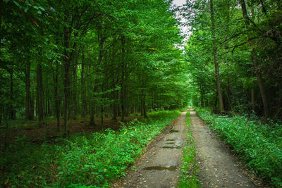 Dirt road with puddles in a green deciduous forest