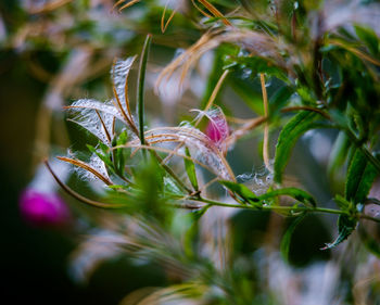 Close-up of insect on plant