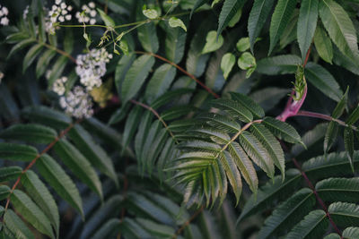 Close-up of fern leaves