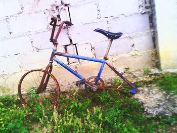 Plant growing on wall