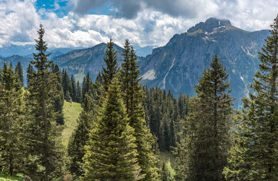 Pine trees in forest against sky