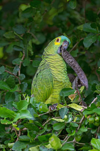 Close-up of blue-fronted amazon perching on plant