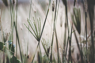 Close-up of wheat plants