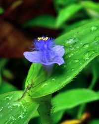 Close-up of purple flowers