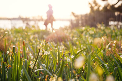 Full frame shot of flowers on field