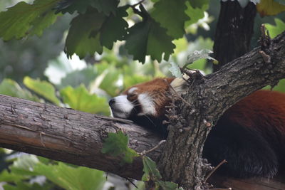 Cat lying on tree trunk