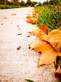 Close-up of maple leaves fallen on grass