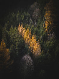 High angle view of trees in forest during autumn