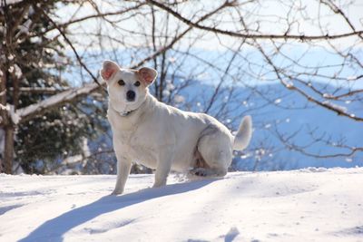 Portrait of white dog on snow covered field