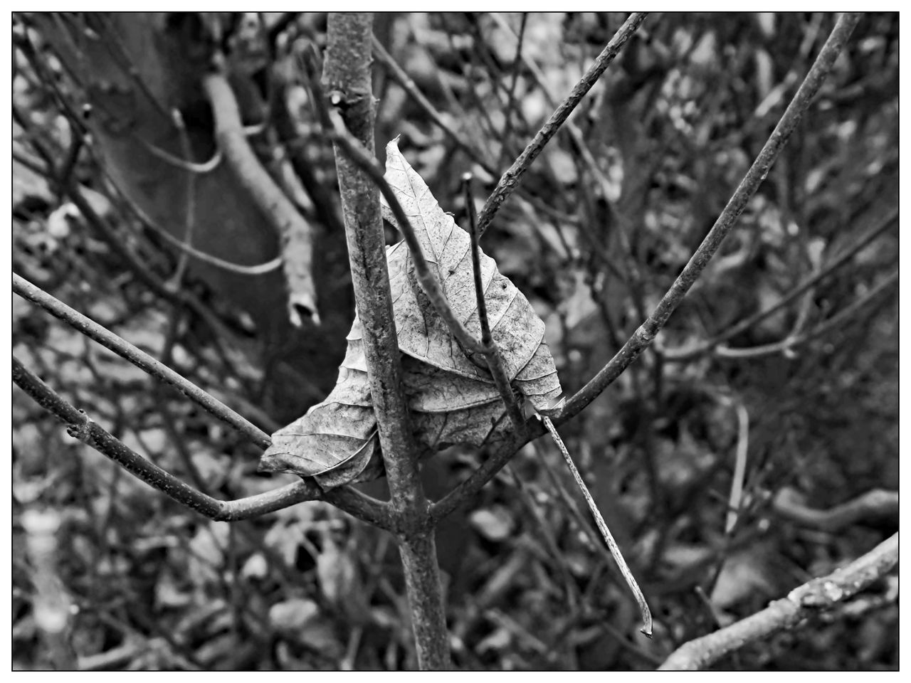 CLOSE-UP OF DRIED LEAVES ON TREE