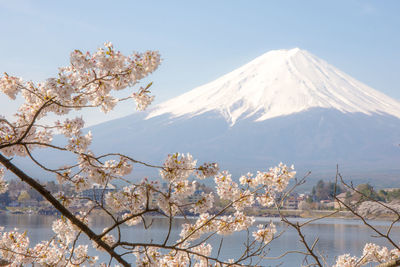 View of cherry blossom tree against snow covered mountains