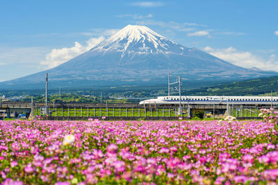 Scenic view of flowering plants and mountains against sky