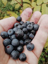 Close-up of hand holding fruits