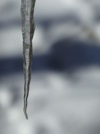 Close-up of frozen plant