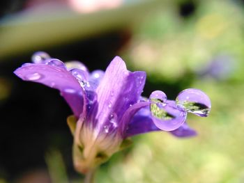 Close-up of wet purple flowers blooming outdoors