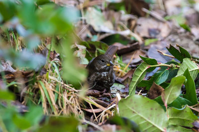 Close-up of bird perching on leaf