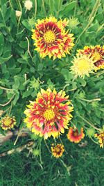 Close-up of yellow flower