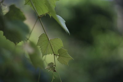 Close-up of fresh green leaves