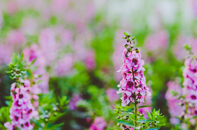 Close-up of insect on pink flowering plant