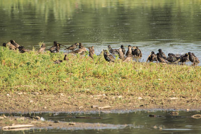 Ducks at lakeshore