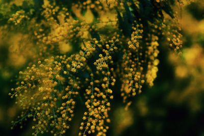 Close-up of flower tree