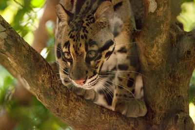 Male adult clouded leopard neofelis nebulosa is listed as vulnerable and can be found in asia.