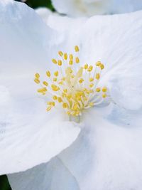 Close-up of yellow flower blooming outdoors