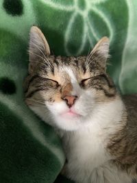 Close-up portrait of a cat