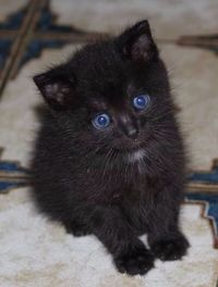 Close-up portrait of a cat