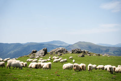 Sheep grazing on field