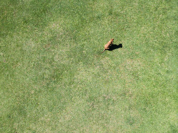 High angle view of bird on field