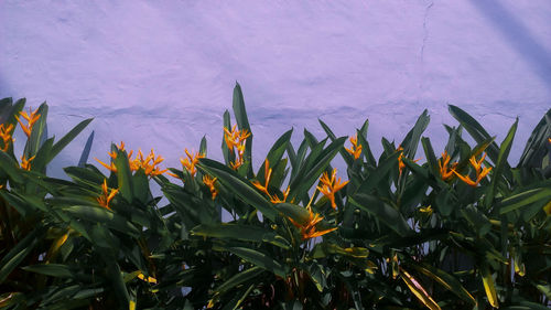 Close-up of yellow flowering plants against sky