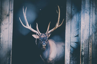 Portrait of deer standing at entrance