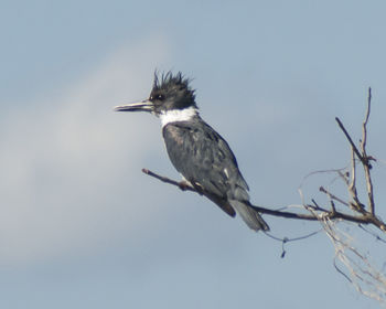 Low angle view of heron perching on tree against sky