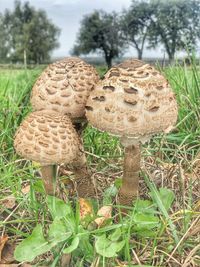 Close-up of mushroom growing on field