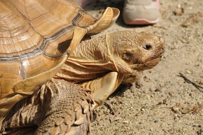 Close-up of tortoise