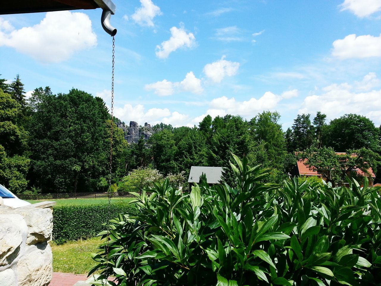 tree, cloud - sky, sky, growth, day, outdoors, nature, green color, plant, sunlight, beauty in nature, no people