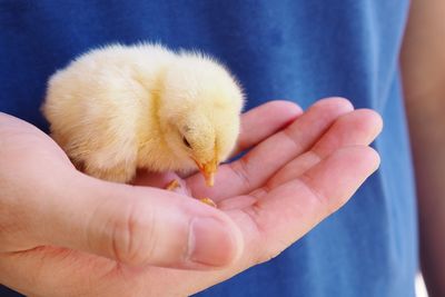 Close-up of a hand holding a bird